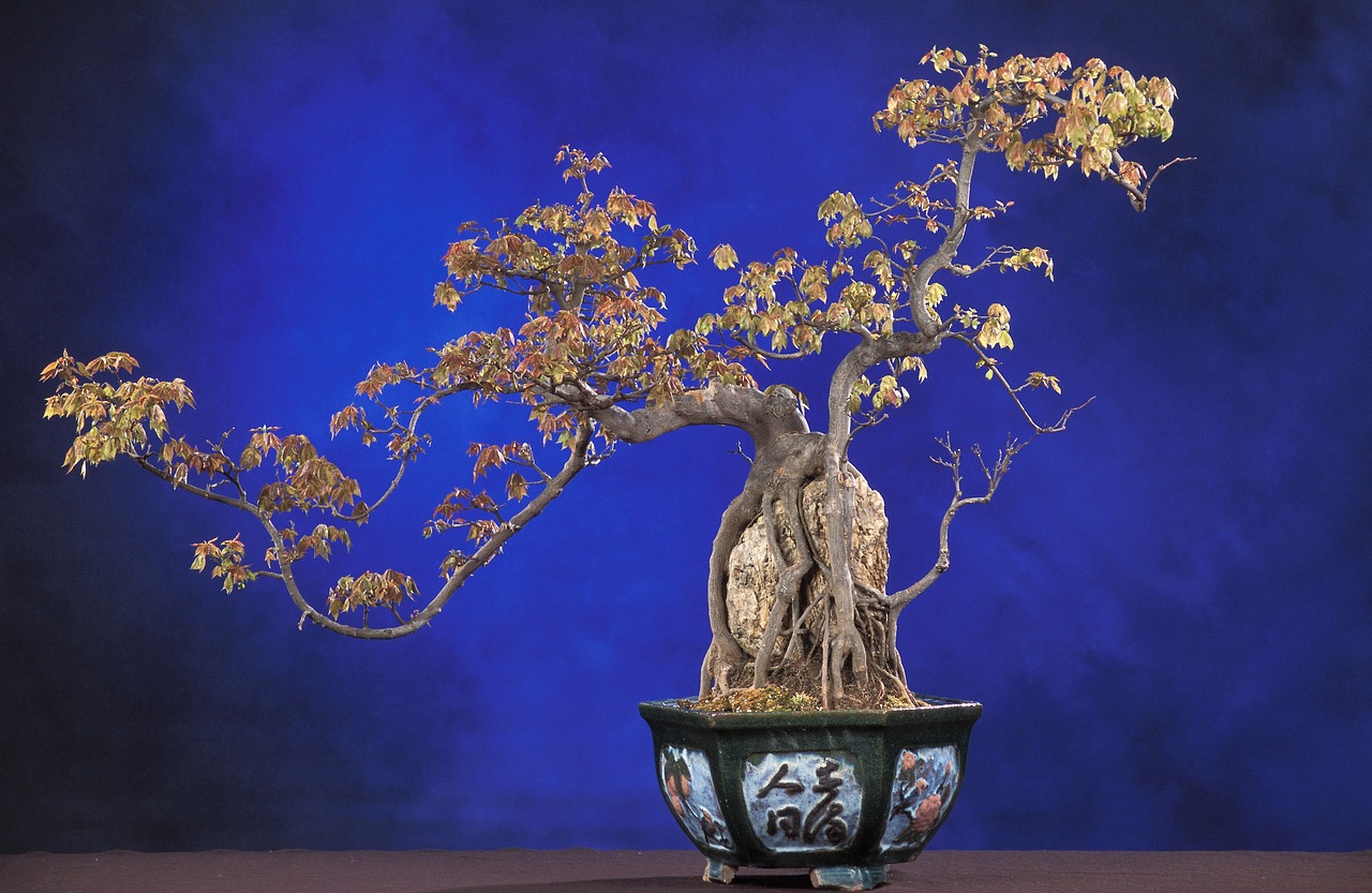 ¿Cuáles son los bonsái más faciles de cuidar?