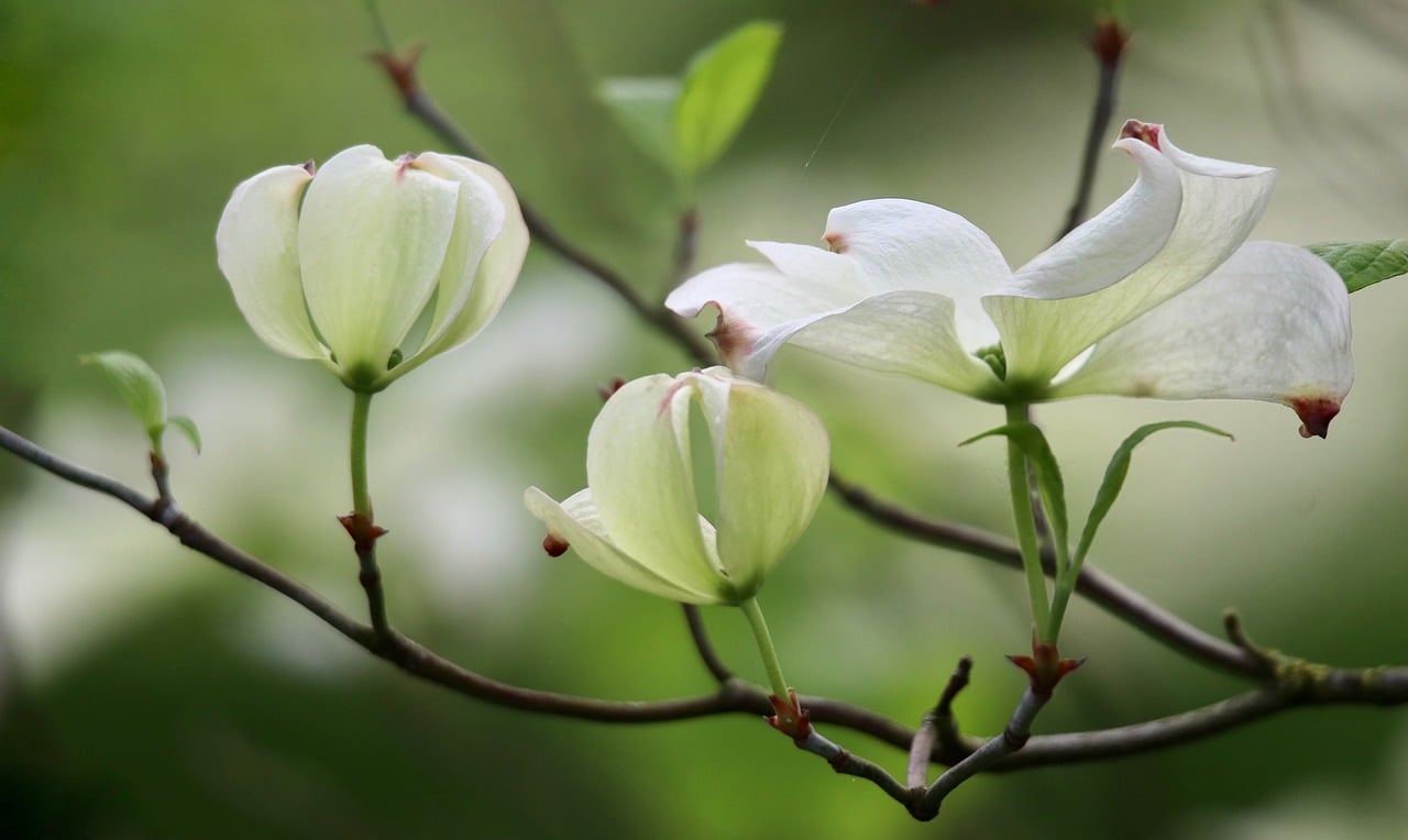 ¿Cómo se llama la planta que tiene una flor blanca?