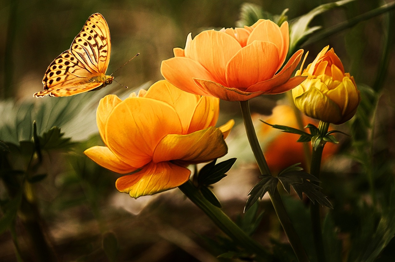 ¿Qué plantas necesitan las mariposas?
