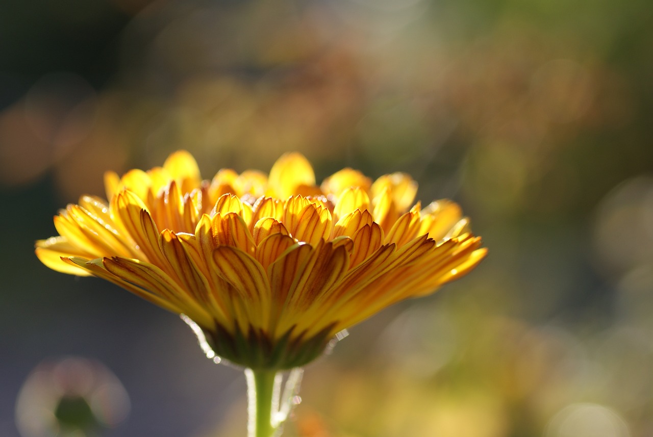 ¿Cómo cuidar una flor marigold?