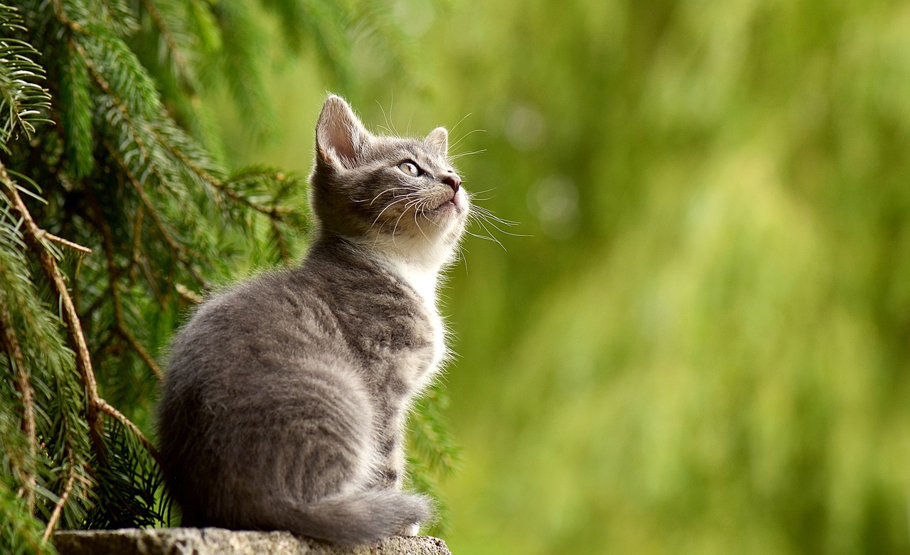 ¿Cuáles son las plantas tóxicas para los gatos?
