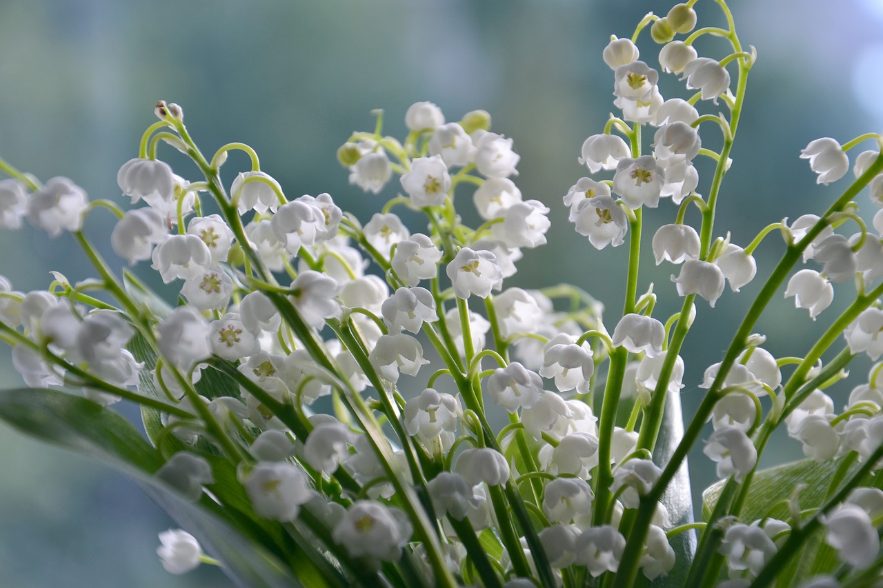 ¿Cómo se llama las plantas blancas?