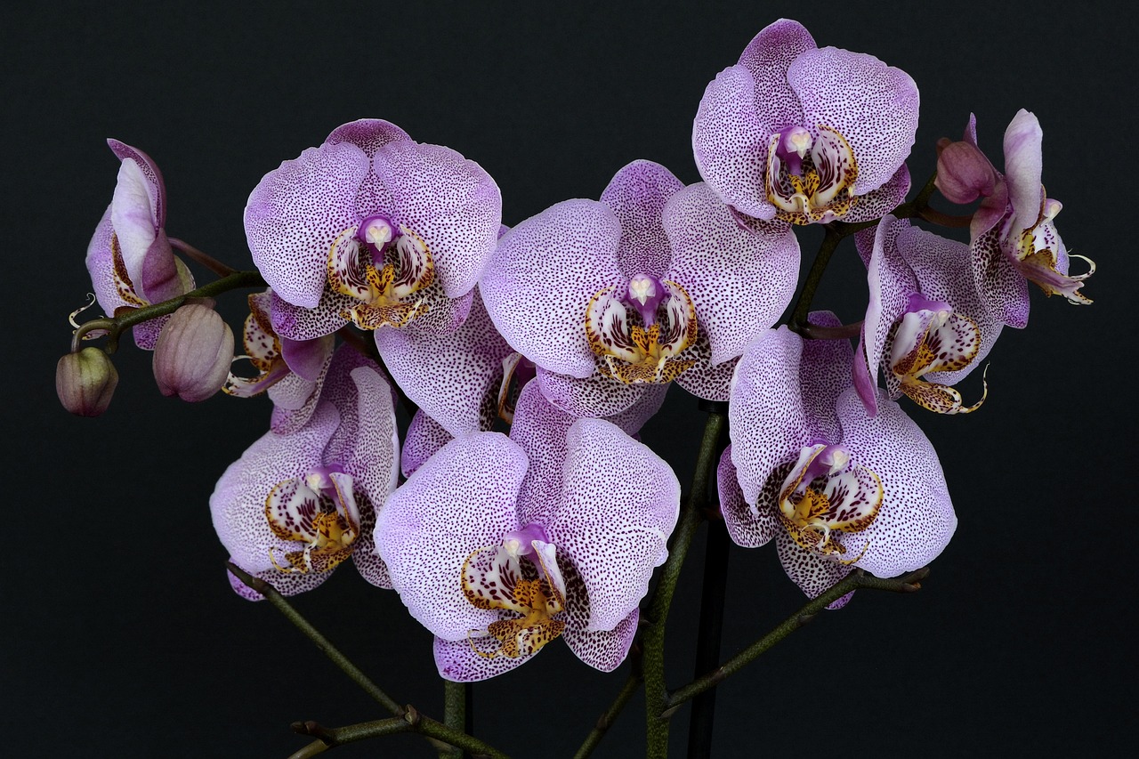 ¿Cuánto tiempo dura una flor de orquídeas?