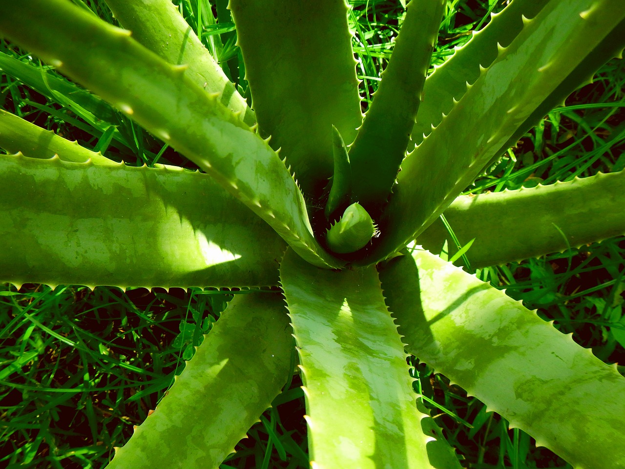 ¿Cómo se puede utilizar la aloe vera?