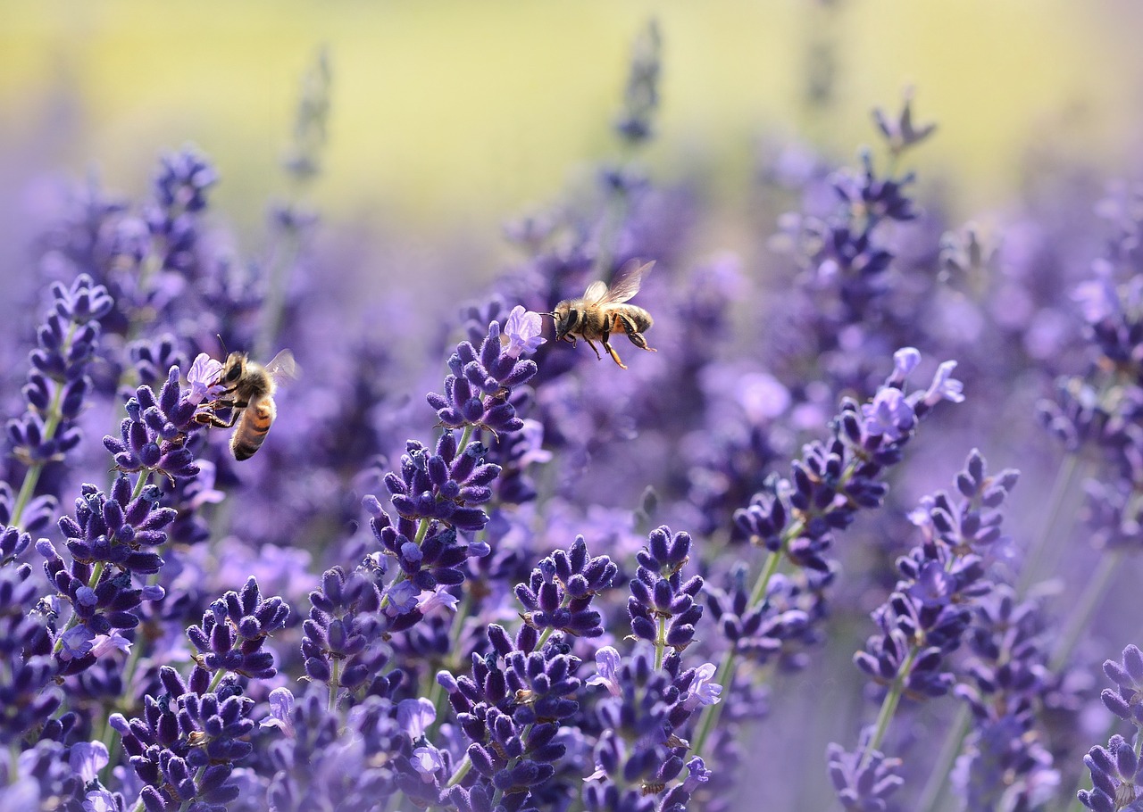 ¿Cuánto tarda en crecer una planta de lavanda?