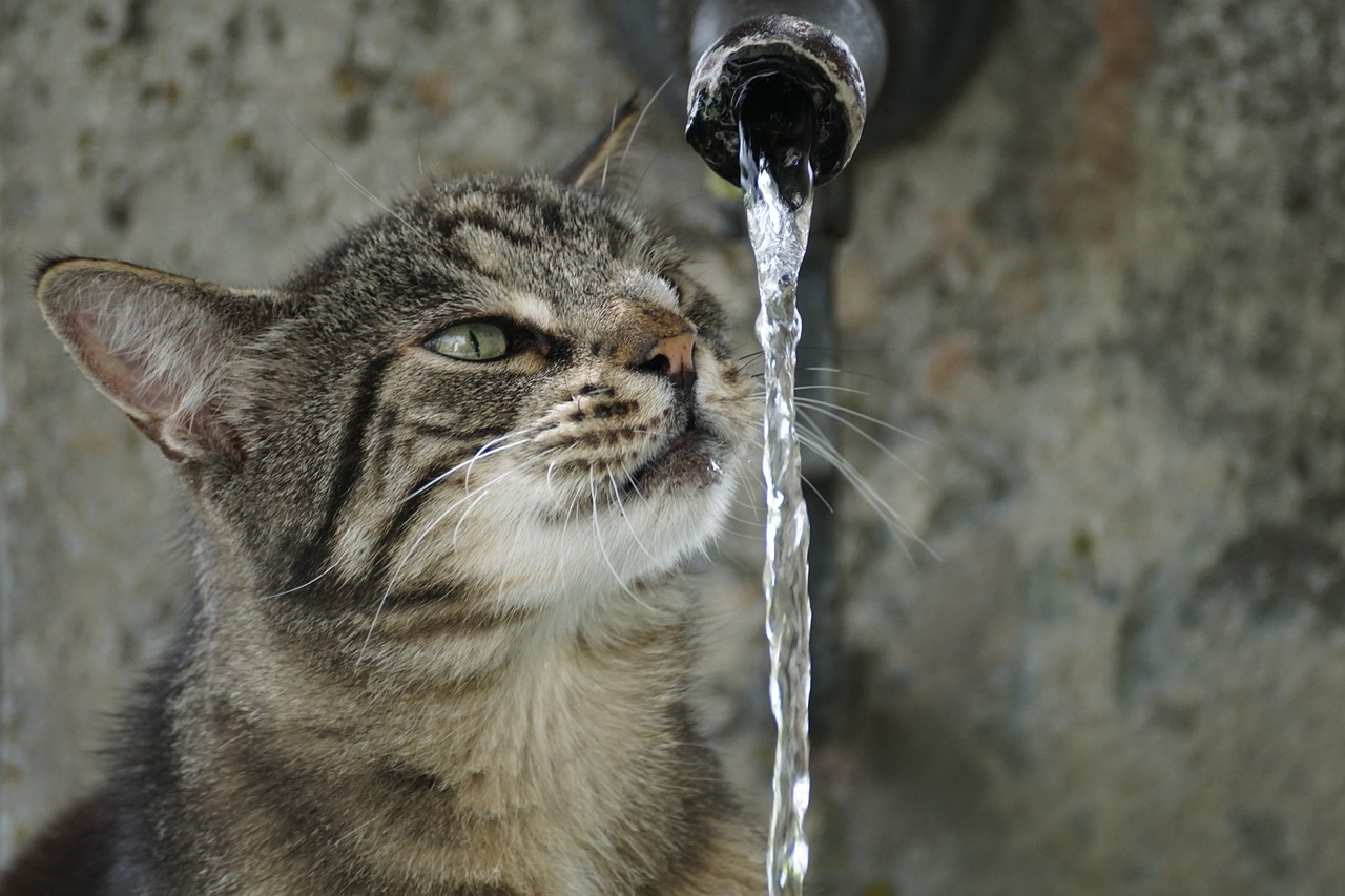 ¿Qué hace la lengua de tigre?