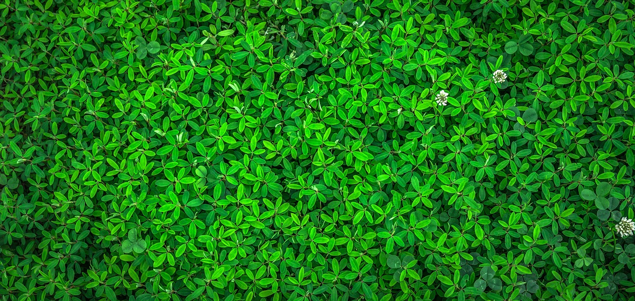 ¿Por qué no es recomendable la presencia de plantas en el cuarto?