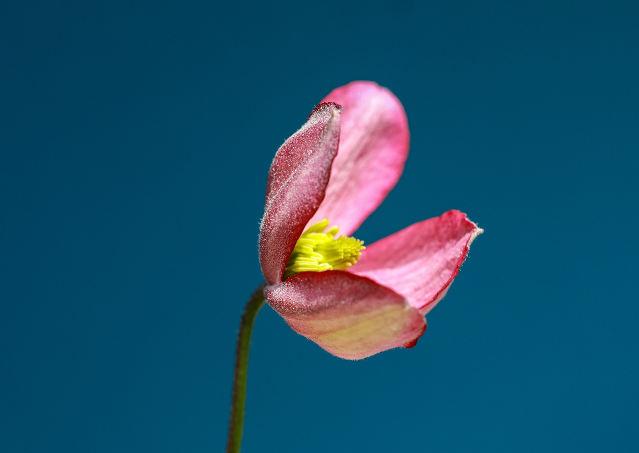 ¿Qué hacer cuando las hojas de las orquídeas se ponen blandas?