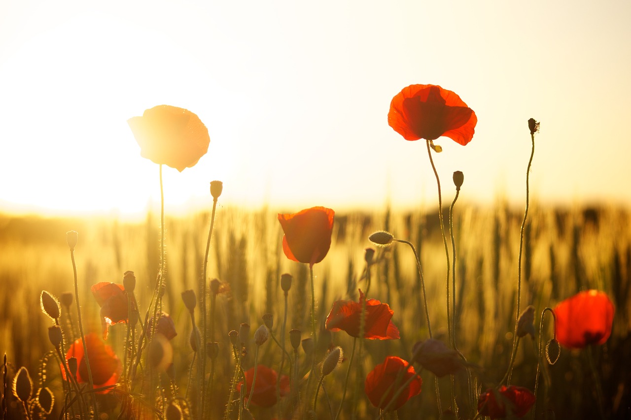 ¿Cuáles son las plantas más resistentes al sol?