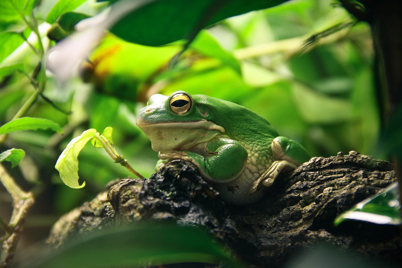 ¿Qué plantas se pueden poner en un terrario?