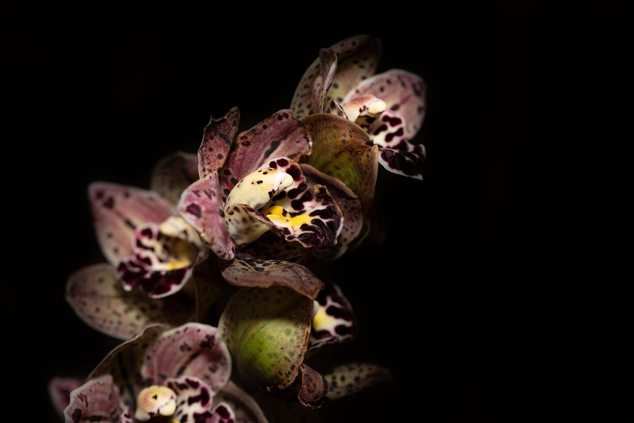 ¿Cuáles son los colores de las orquideas?