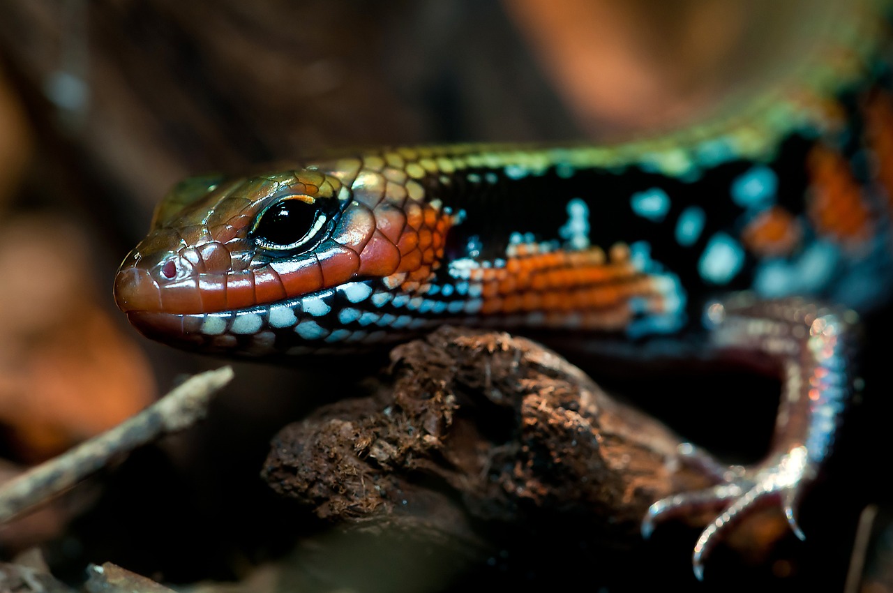 ¿Qué es un terrario en sistema cerrado?