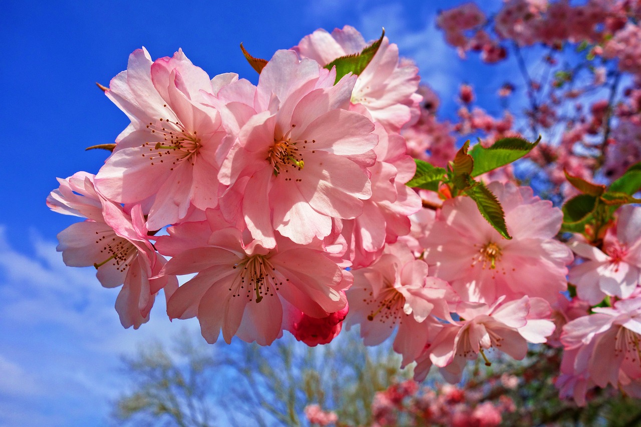 ¿Cuál es la flor del mes de abril?