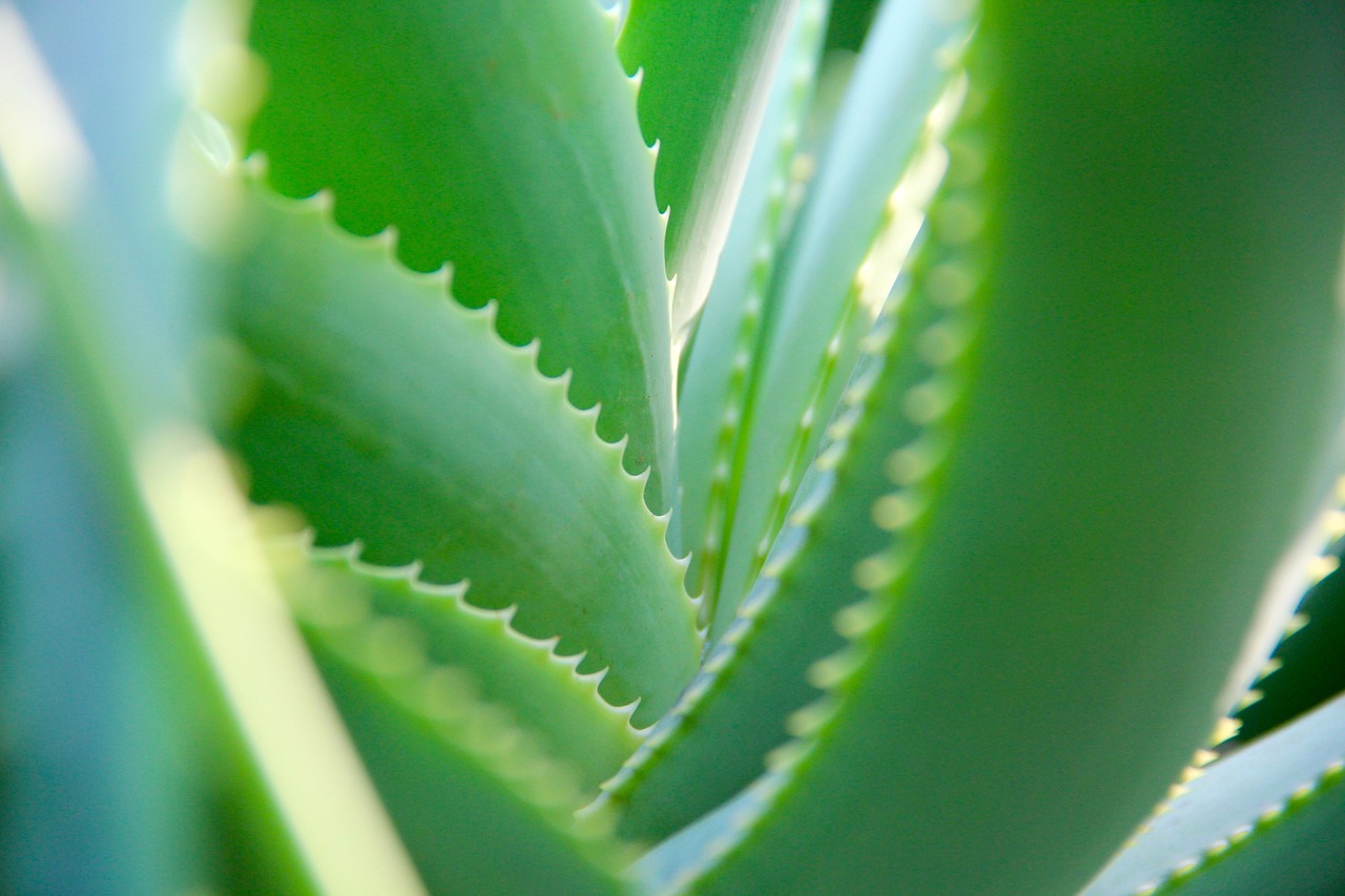 ¿Cómo cuidar la planta de aloe vera en casa?