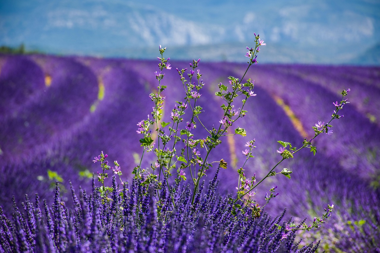 ¿Cómo se conserva la planta de lavanda?