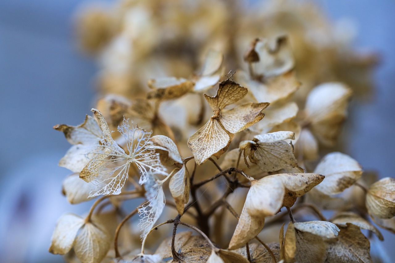 ¿Cómo se cuidan las hortensias?