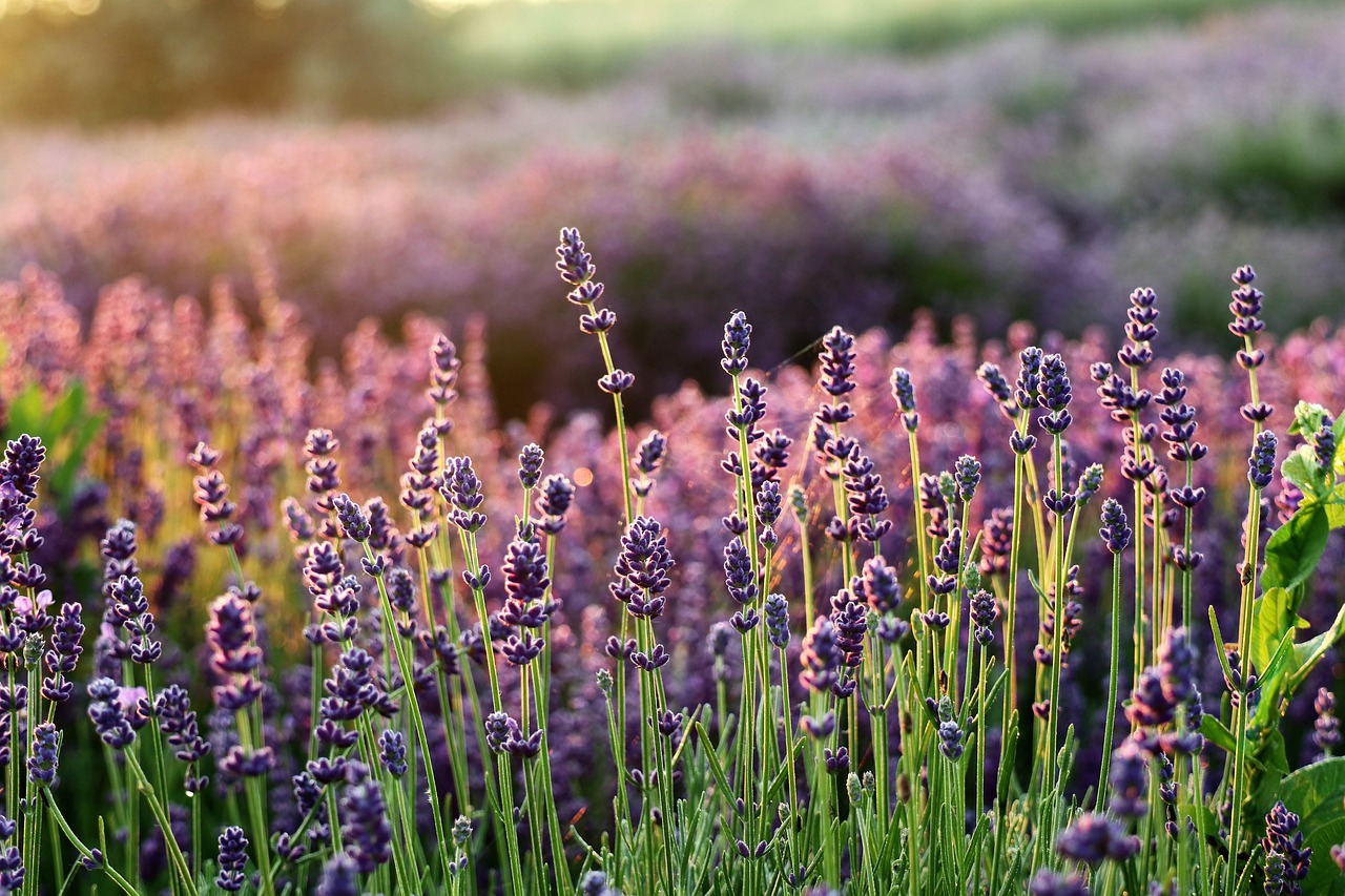 ¿Cuántos años dura la planta de lavanda?