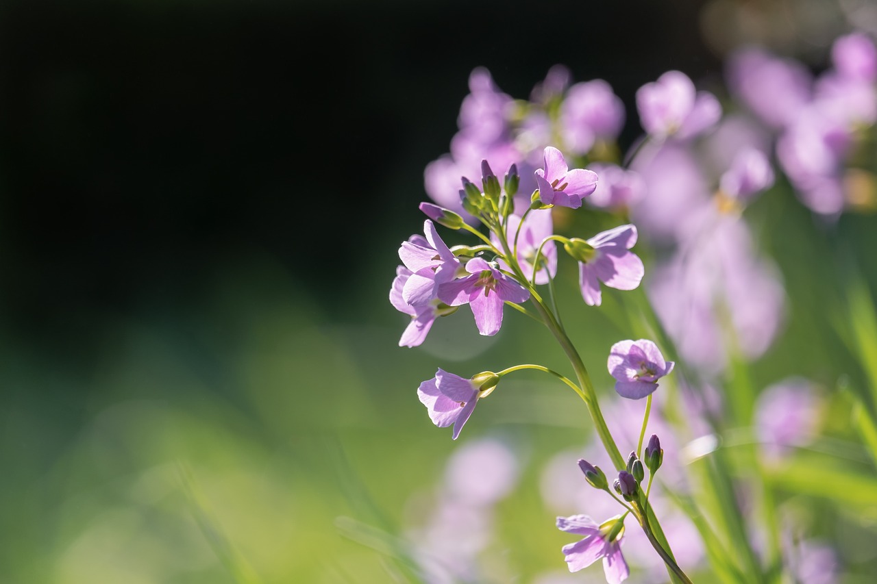 ¿Qué hacer para revivir una orquídea?