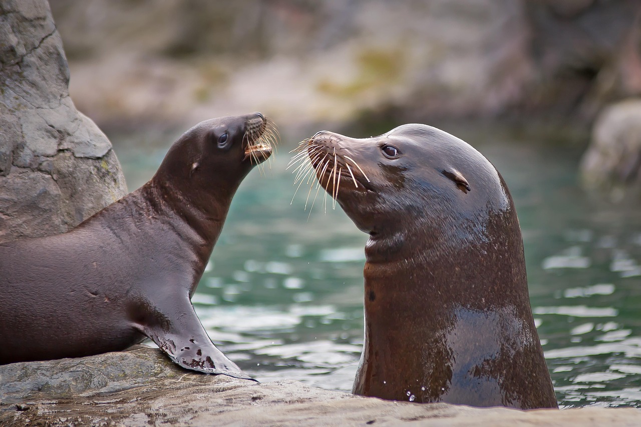 ¿Qué pasó con el cantante Seal?
