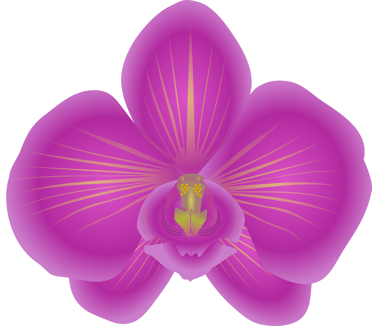 ¿Cómo se cuida una orquídea en casa?