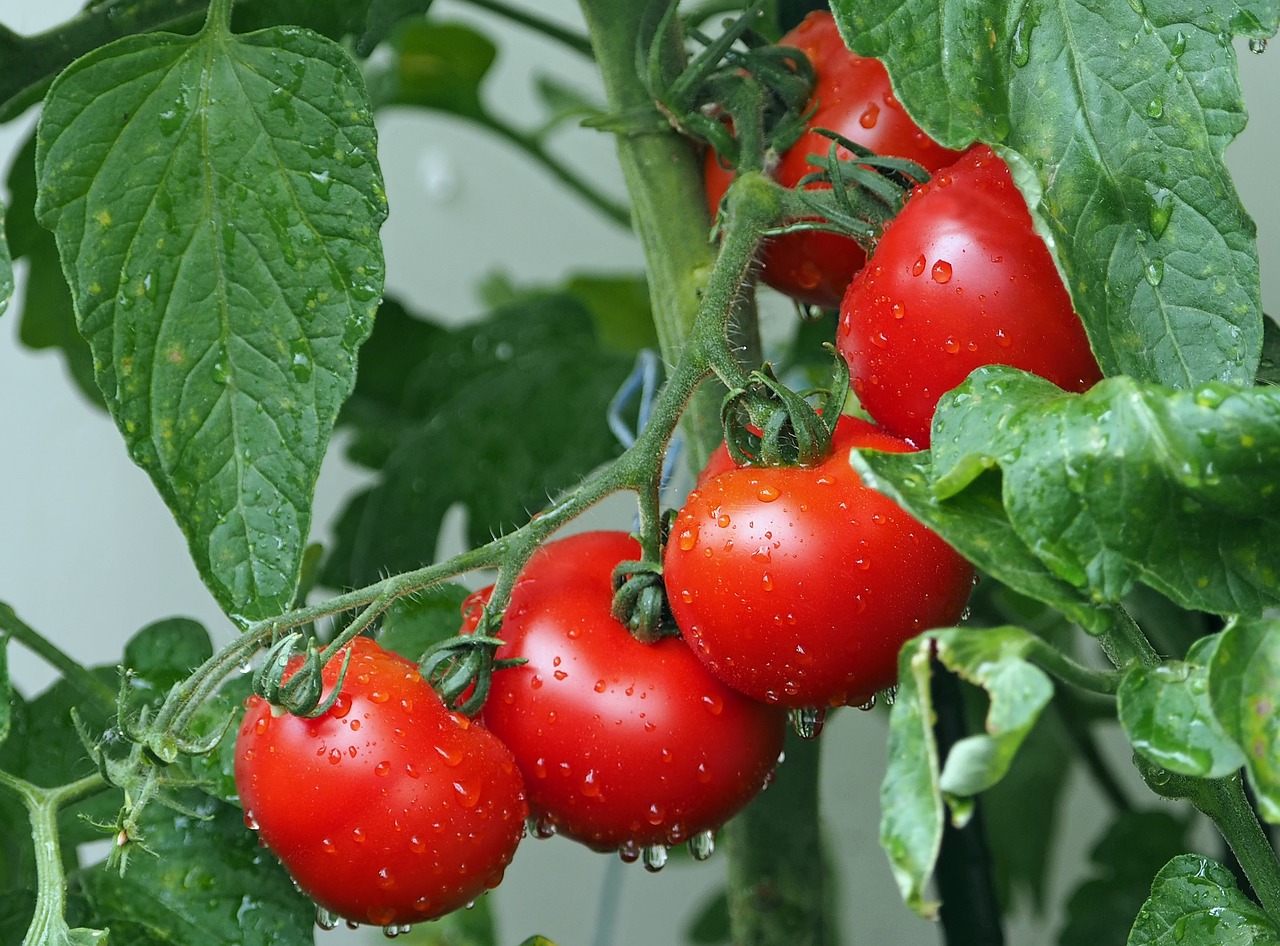 ¿Cómo se debe plantar un tomate?