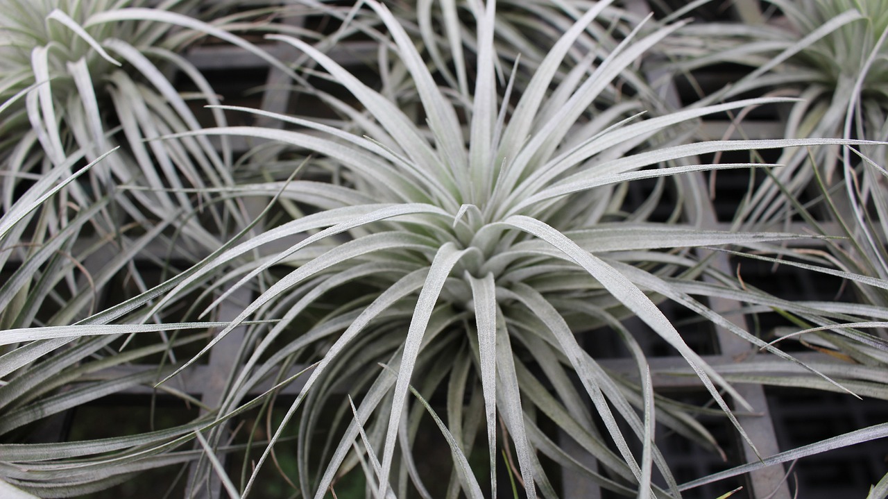 ¿Cuánto dura la vida de una Tillandsia?