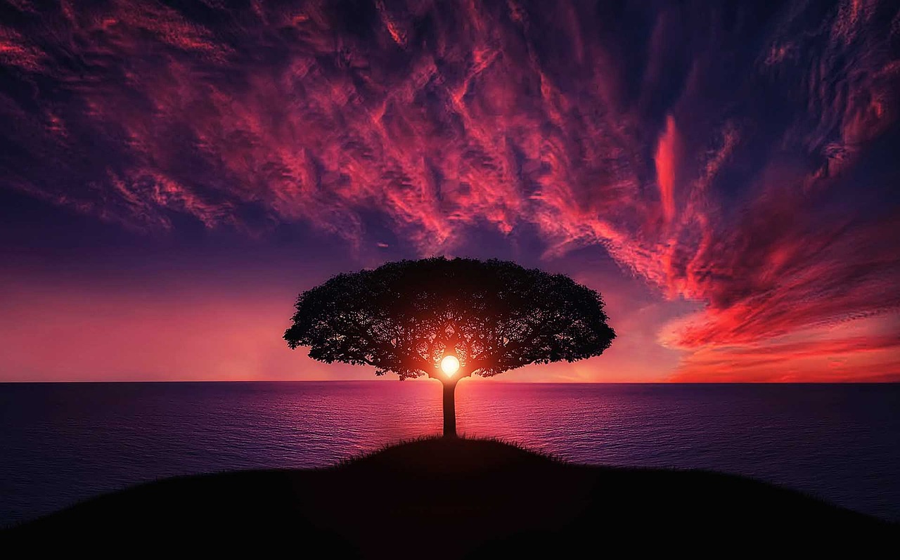 ¿Es la casa del árbol o la casa del árbol?