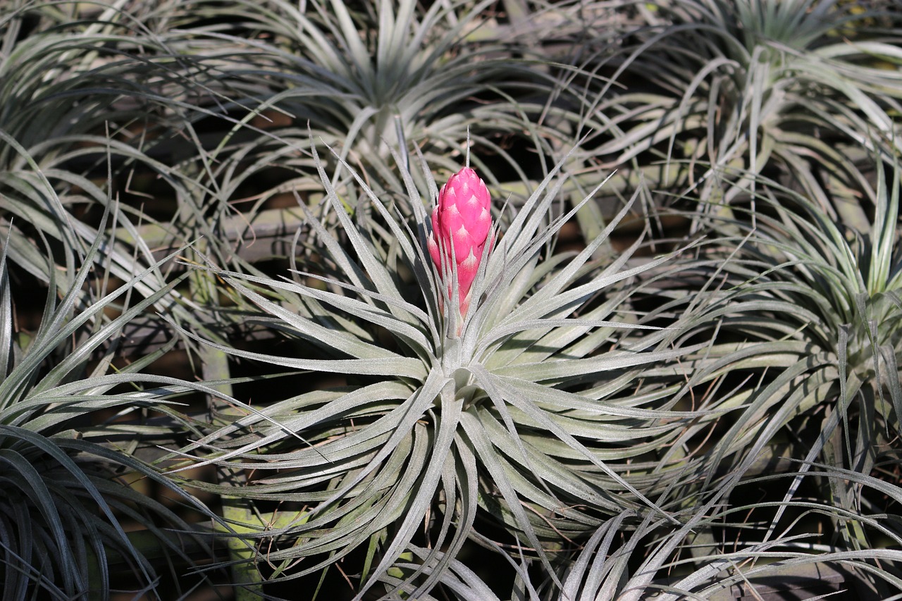 ¿Dónde poner las tillandsias?