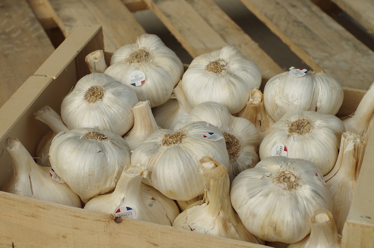 ¿Cómo se cultiva el ajo paso a paso?