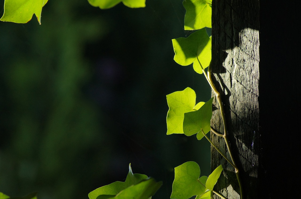 ¿Cómo se llaman las plantas aéreas?