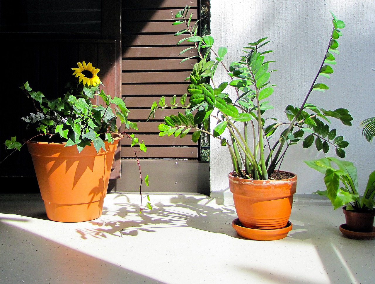 ¿Dónde colocar la planta de zamioculca en casa?