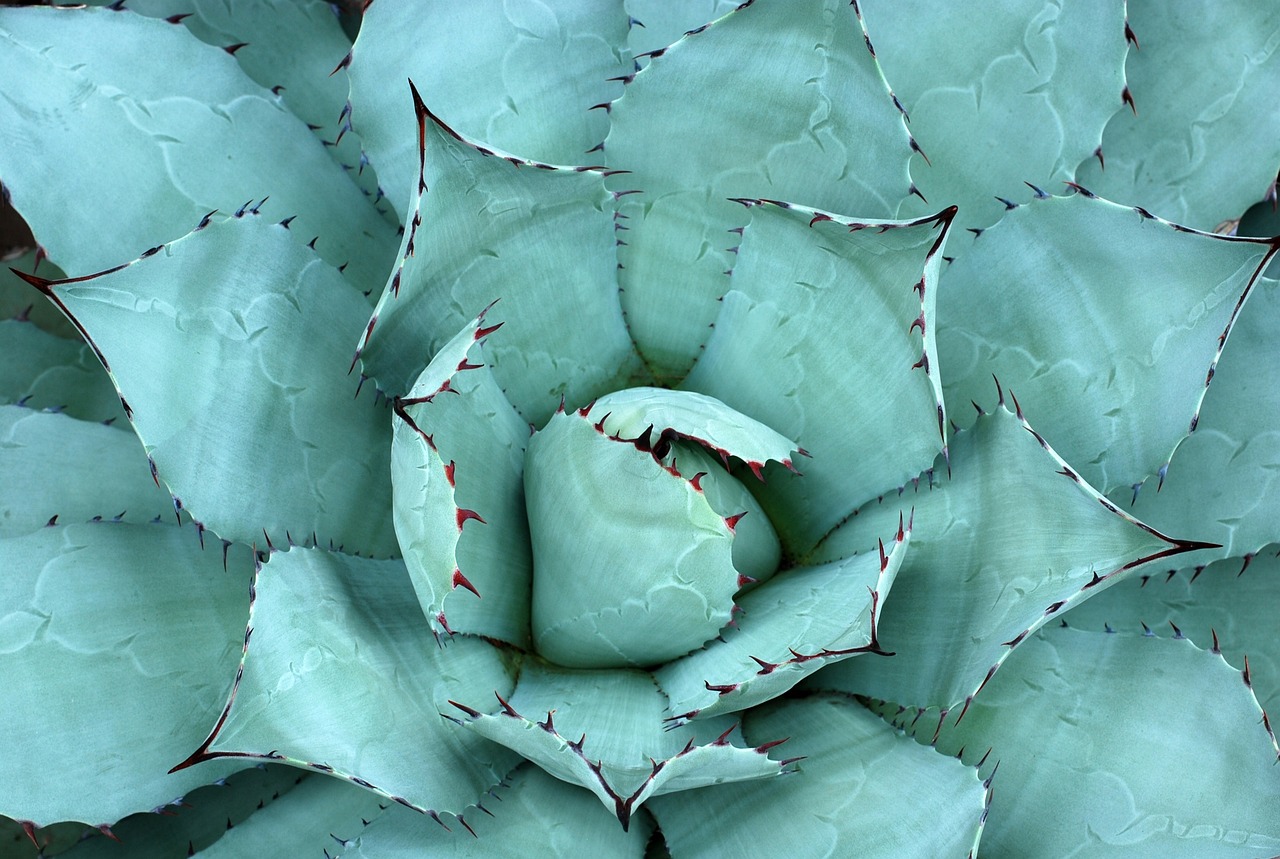 ¿Dónde colocar la planta de aloe vera en casa?