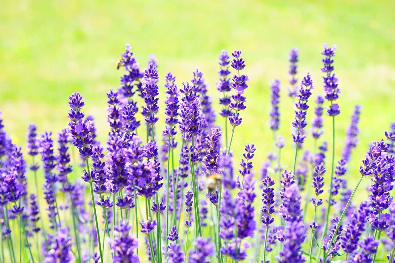 ¿Cómo y cuándo plantar lavanda?