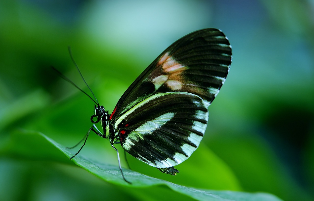 ¿Cuál es la mariposa que dura 24 horas?