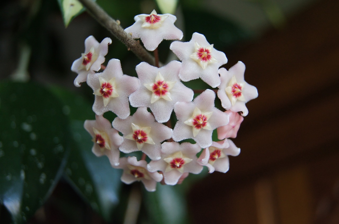 ¿Cómo se cuida la planta de flor de cera?