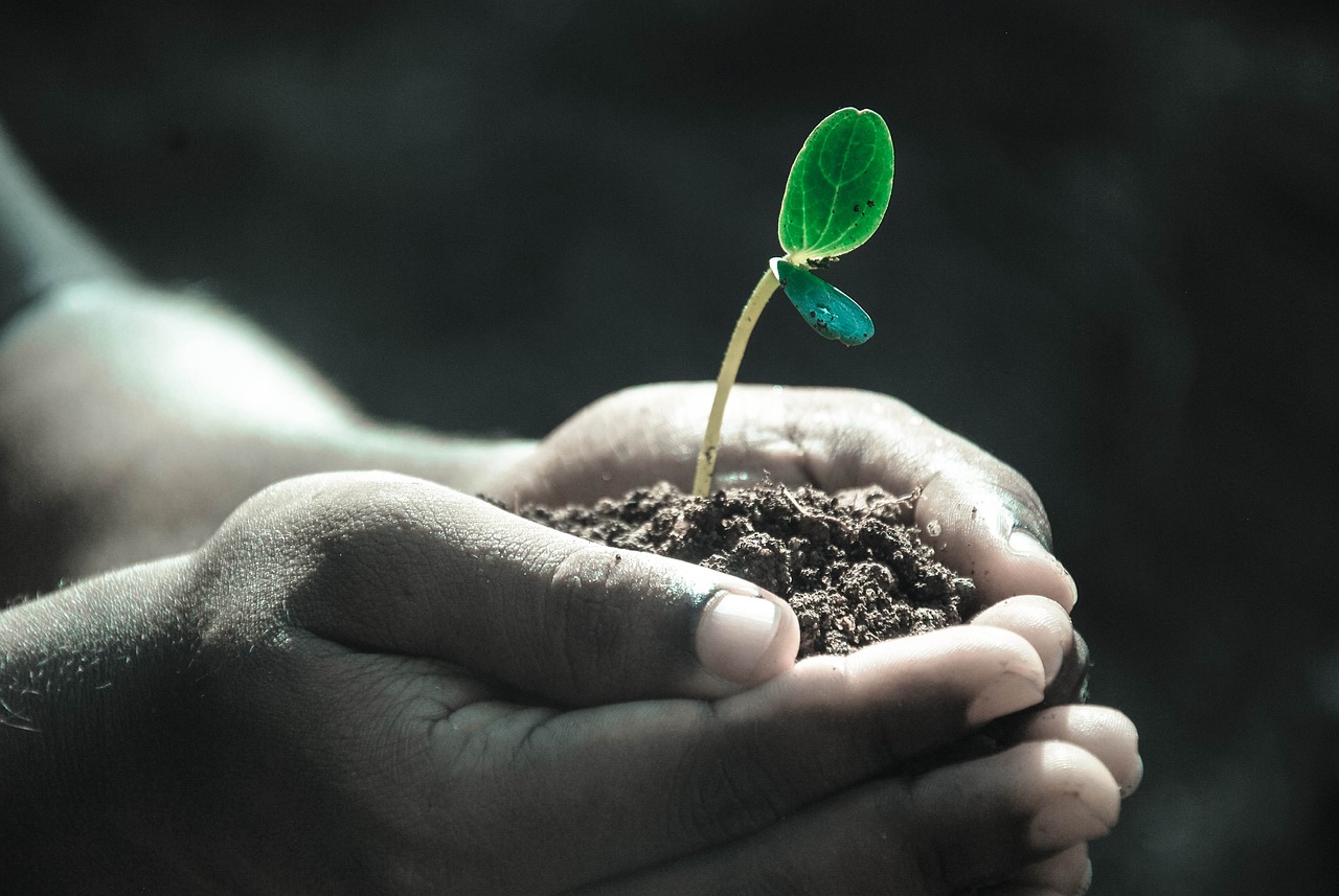 ¿Cuál es la planta más hermosa del mundo?