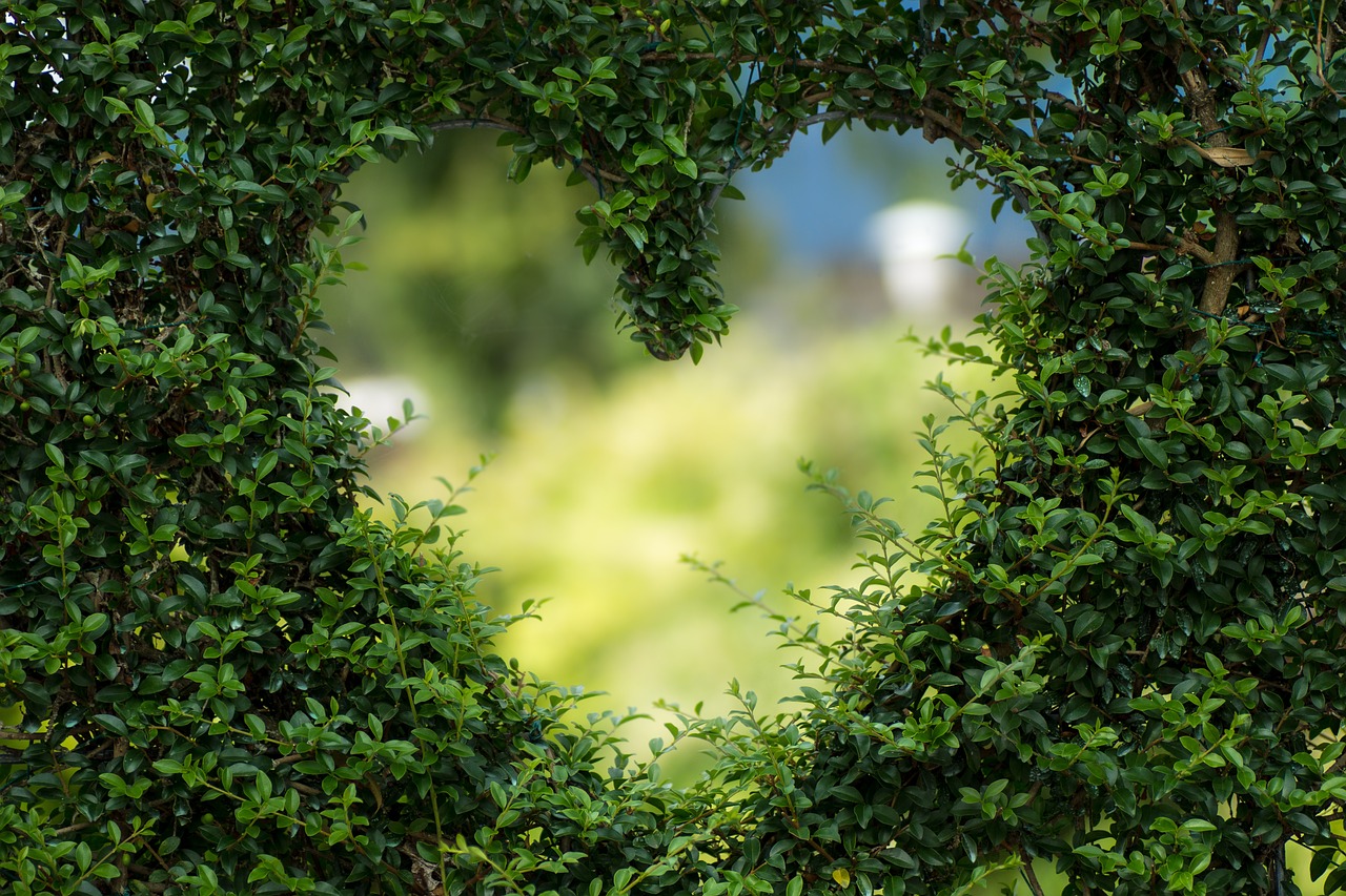 ¿Cuáles son los 5 tipos de plantas?