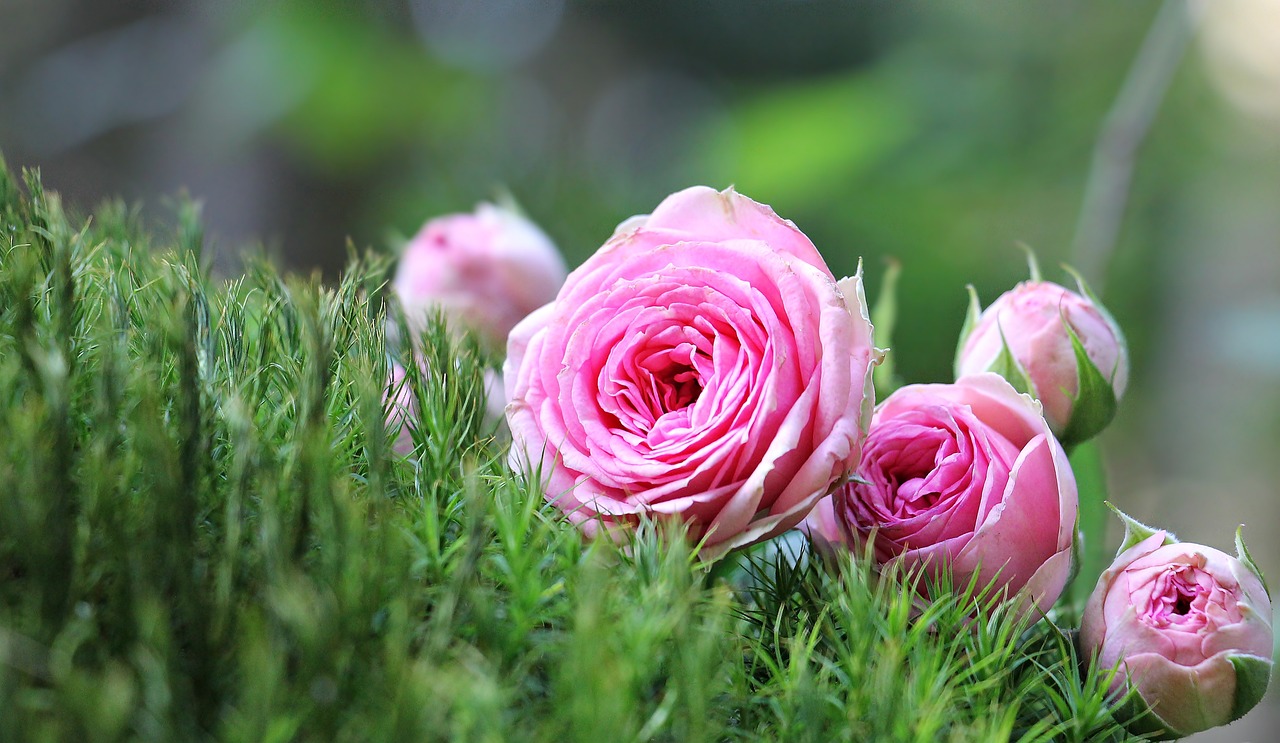 ¿Cuáles son los colores de las rosas?