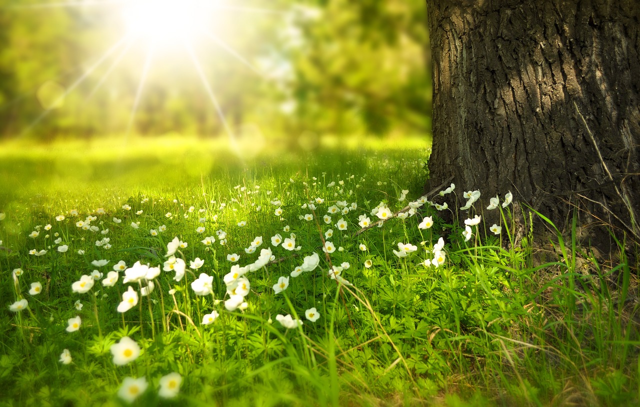 ¿Qué hacer cuando el sol quema las hojas de las plantas?