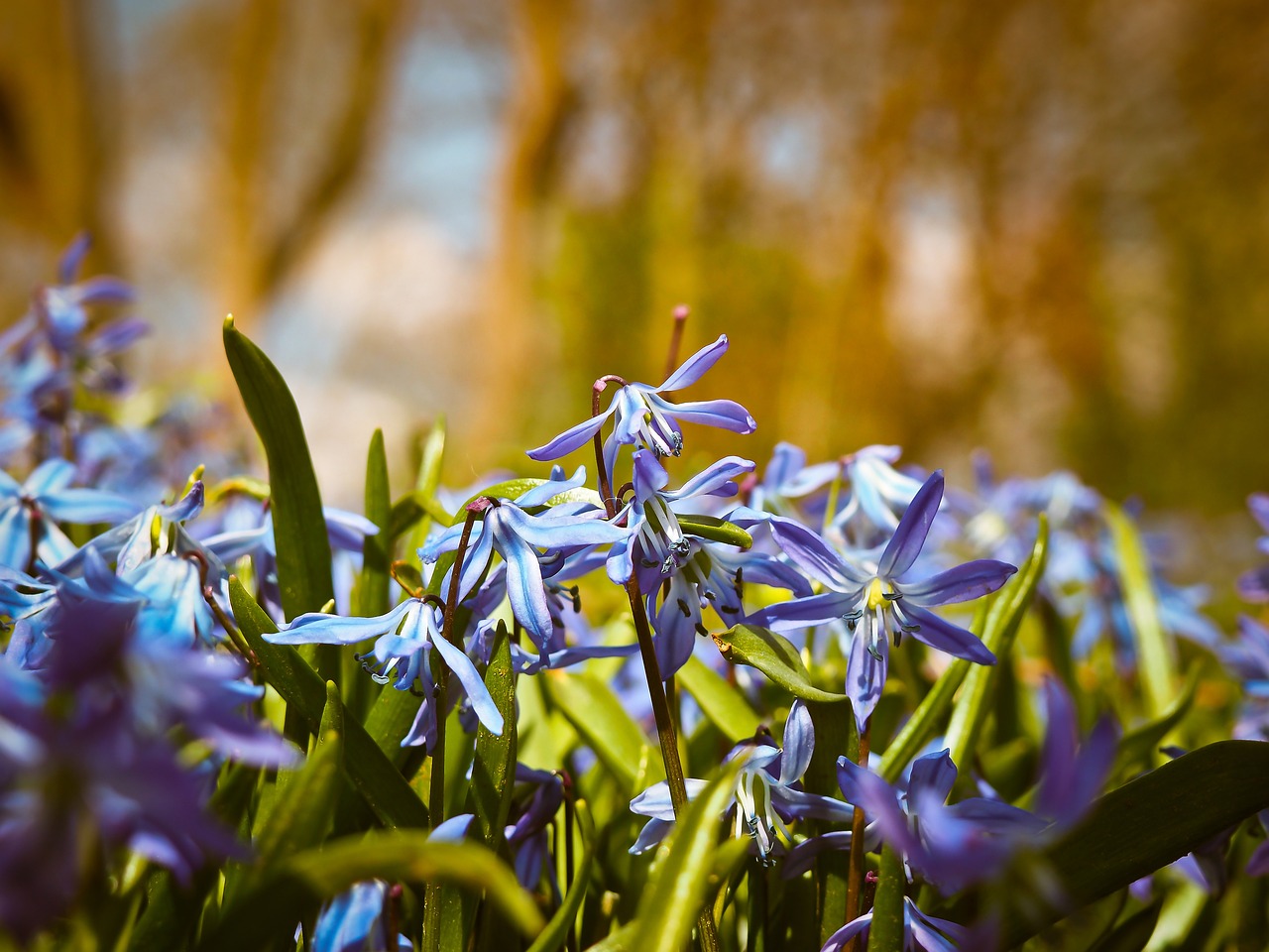 ¿Qué pasa si se le echa mucha agua a una orquídea?