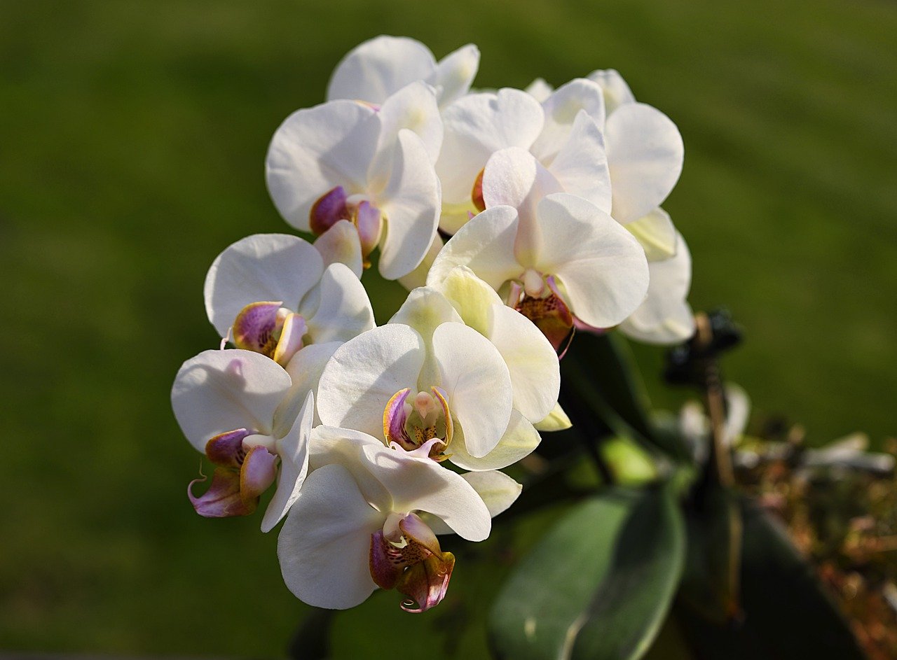 ¿Cómo cuidar las orquídeas dentro de la casa?