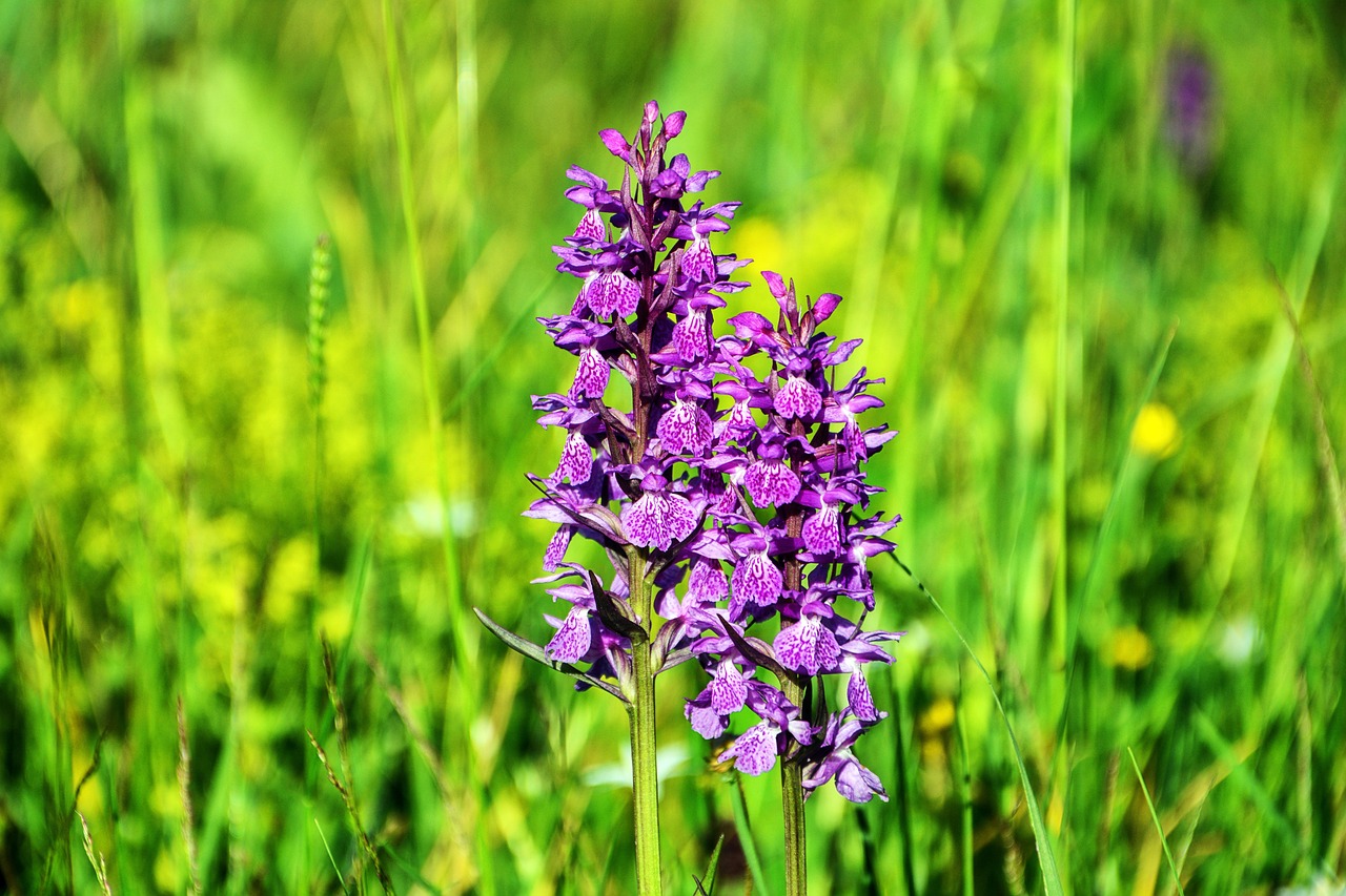 ¿Cuándo dura la flor de la orquídea?