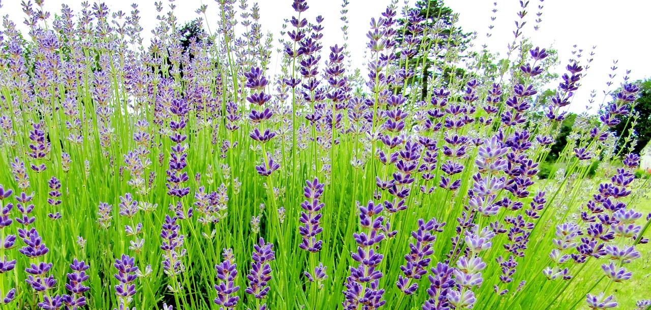 ¿Cuándo y cómo se poda la lavanda?