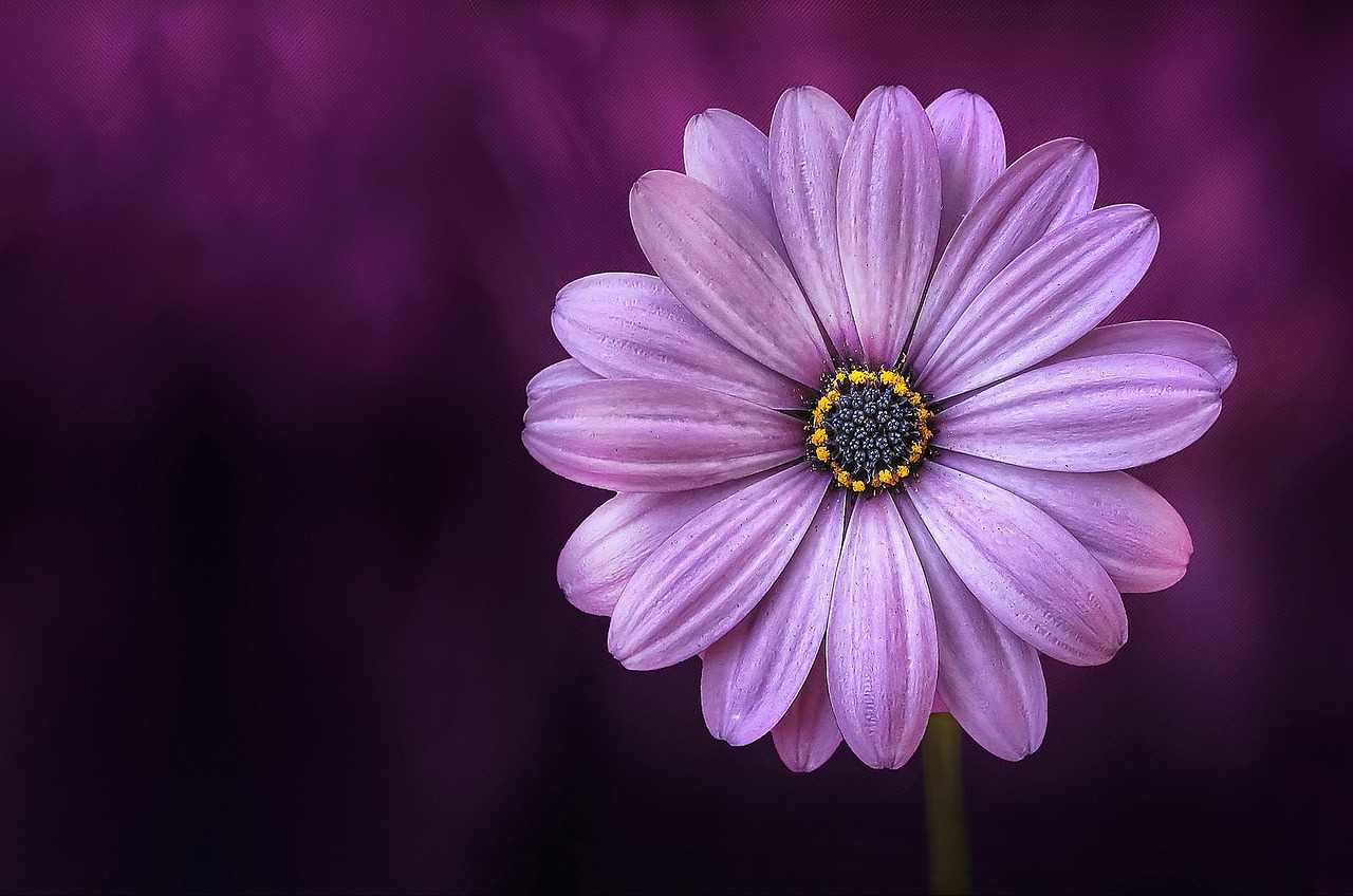 ¿Cuál es la flor más rara del mundo?