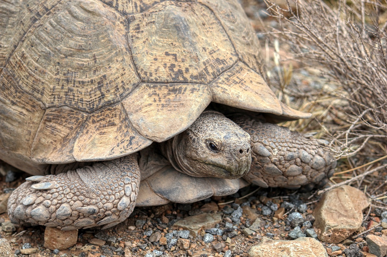 ¿Qué es lo que se oculta en el desierto de Sonora?