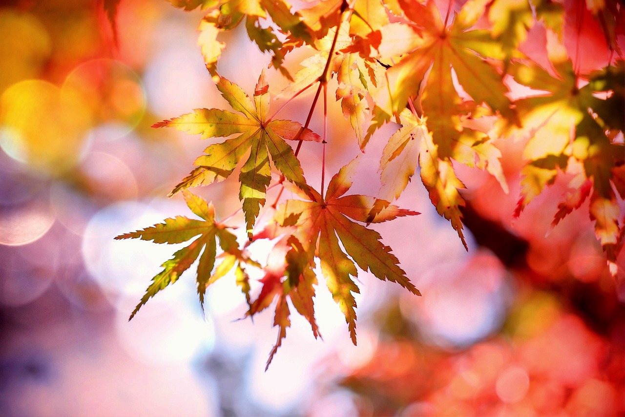 ¿Qué flores florecen en el otoño?