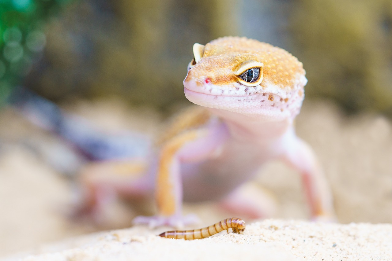 ¿Cómo empezar a hacer un terrario?