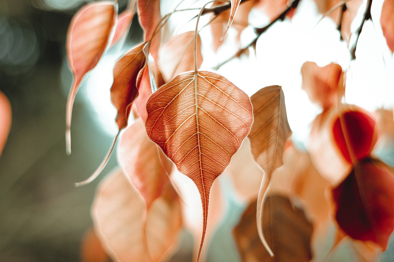 ¿Cuántas variedades de ficus hay?