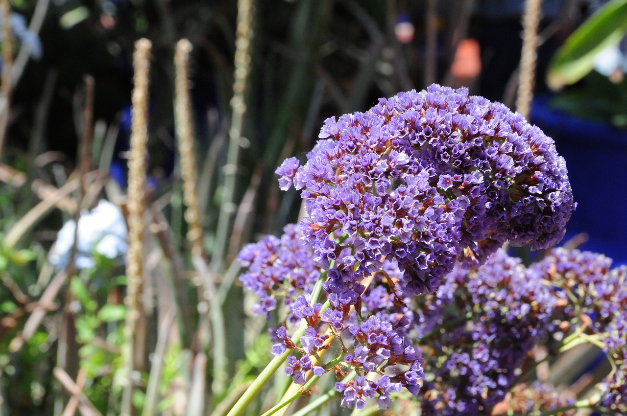 ¿Cuánto tiempo se tarda en ver los jardines Majorelle?