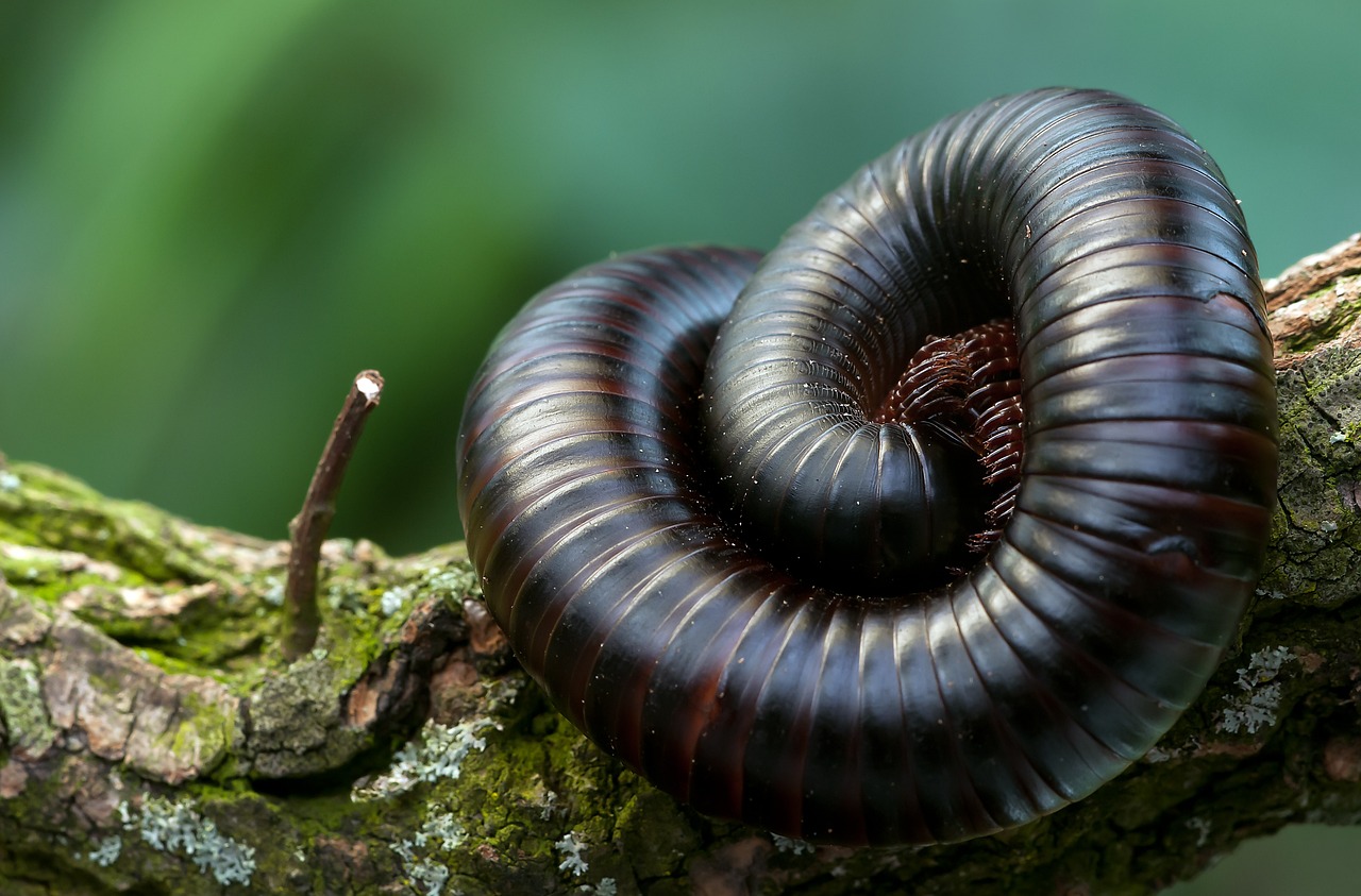 ¿Cómo hacer un terrario fácil y sencillo?